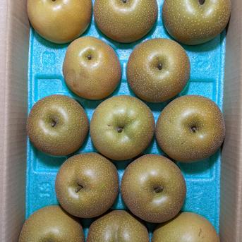 梨豊水５kg 5kg 果物/梨通販