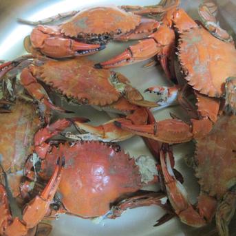 「食用イシガニ 石蟹４kg×２箱で８kg 」店長漁獲の漁師直送品 松島牡蠣屋 冷凍蟹 冷凍かに 冷凍カニ 8ｋｇ 魚介類/カニ通販