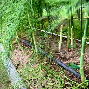 愛媛県西条産のアスパラガス春芽　1.7キロ 1.7キロ 野菜/アスパラガス通販
