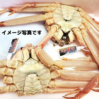 ≪予約品≫（二枚皮）松葉がに（ボイル）２枚×約400-500ｇ程度　訳あり混じり　産地しか手に入らないレアな松葉ガニ　みそが濃厚で美味！ごくわずかの時期しか味わえない脱皮直前の蟹です。 【レア二枚皮　松葉ガニ】ボイル済　2枚×400～500ｇ程度　※訳あり混じり 魚介類/カニ通販