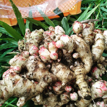 ご予約限定価格】ハナコの新生姜 2025 / 10kg ｜ 野菜/薬味 産直アウル