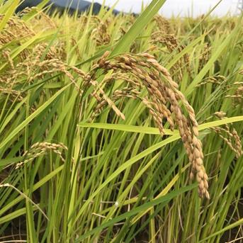 送料込み】令和7年度徳島県産 白米20kg ヒノヒカリ100％ ｜ 米