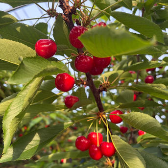 紅秀峰 秀 2L 1キロ ｜ 果物/さくらんぼ 産直アウル 農家・漁師など