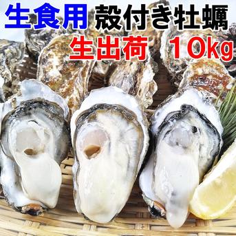 生食用牡蠣１０ｋｇ松島牡蠣屋 生食可能な殻付き牡蠣 生牡蠣 生食用 10kg 魚介類/牡蠣通販