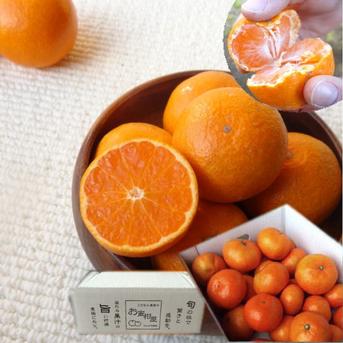 めちゃ甘～い！頑固な甘さの新こたつみかん！ 石甘太 お試し品 サイズ