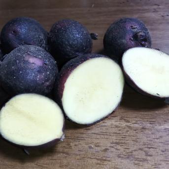 瀬戸内よりお届け 愛媛県産じゃがいも グランドペチカ 通称デストロイ