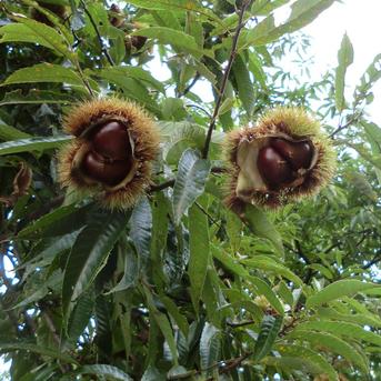 栗の王様 希少で人気の 利平栗 自然栽培 | 果物/栗 産直アウル 農家