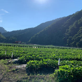 【自社農園のお芋を使用した、紅はるかの干し芋】120g×5p 5パック 野菜/野菜の加工品通販