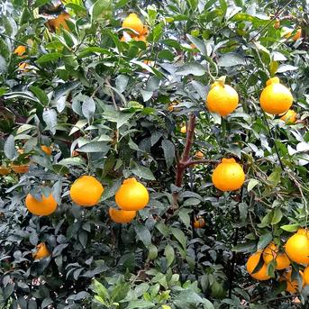 デコがポイント 不知火【小玉サイズ 贈答用 3.4～3.6kg】 | 果物