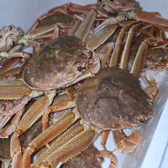 北海道産オオズワイガニ(メス)生冷凍２kg詰め 味噌汁用 約２kg 魚介類/カニ通販