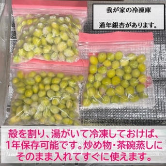 2025年＊まもなく終了》祖父江産 銀杏 大玉3L超たっぷり1キロ
