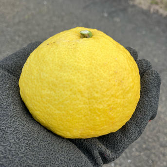 愛媛県八幡浜市産 はるか 2kg ｜ 果物/オレンジ・その他みかん 産直