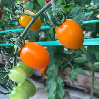 食べ比べ😋湖国のミニトマト5種類以上詰め🍅 ミニトマト5色以上3.8㌔ 野菜/トマト通販