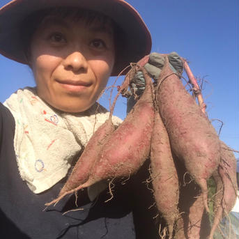 自然栽培べっぴんやさいの熟成蜜さつまいも(シルクスイート)約2kg サイズ混合約2kg 野菜/さつまいも通販