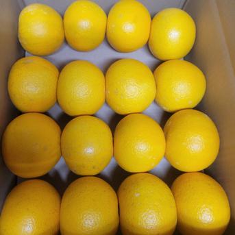 特別栽培】和歌山県産 訳ありサイズ混合 八朔(約10kg) ｜ 果物