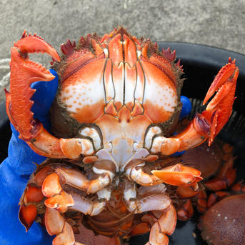 (小)アサヒガニ１kg   5〜10匹(100〜200g)送料込み 1kg 5〜10匹 魚介類/カニ通販