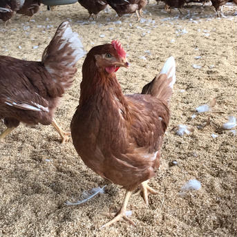【酵母・平飼いたまご30個×2箱】 酵母・平飼いたまご30個×2箱 卵/鶏卵通販