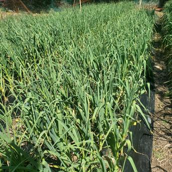 和歌山産 生ニンニク1kg 農薬化学肥料不使用 新にんにく ｜ 野菜