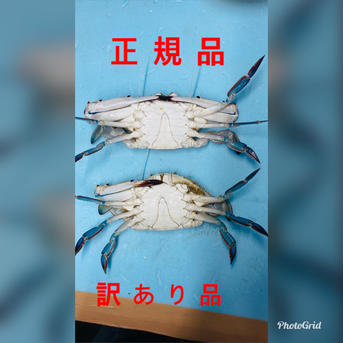 訳あり　活ワタリガニ　オス400-450g×2匹 ワタリガニ　400-450g×2匹 魚介類/カニ通販