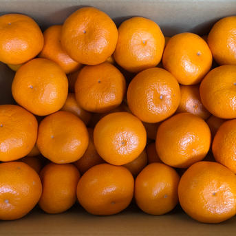 丹生系みかん』マルシオレンジFARM自慢の高糖度！蔵出しみかん