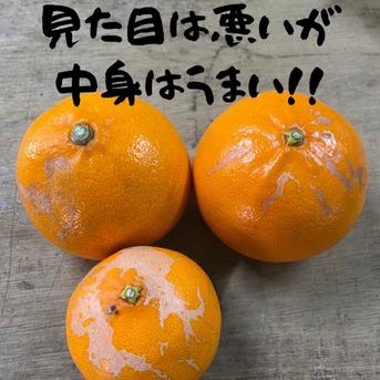 甘くてジューシー　柑橘の大トロ『せとか』 約2kg 約２キロ 果物/オレンジ・その他みかん通販