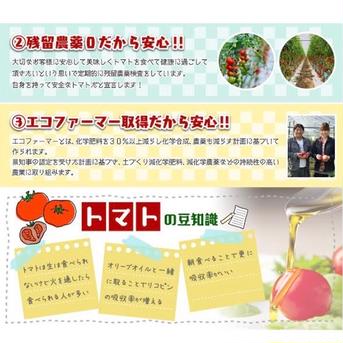 【父の日】【極み】受賞歴３回‼️ソムリエトマト1.3kg（6玉から10玉） 1.3kg 野菜/トマト通販