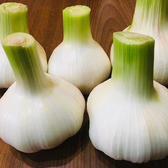 (5月中旬発送予定)農薬・化学肥料不使用！熊本のマイルド生にんにく大玉(２Lサイズ7cm以上)5個 大玉(２Lサイズ7cm以上)5個 野菜/にんにく通販