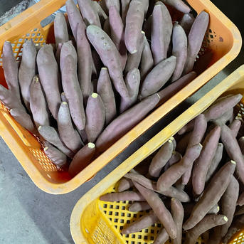 鳴門金時さつまいも　20キロ 専用 鳴門金時 家庭用20kg(5kg箱×4)箱込み | 野菜/さつまいも 産直アウル