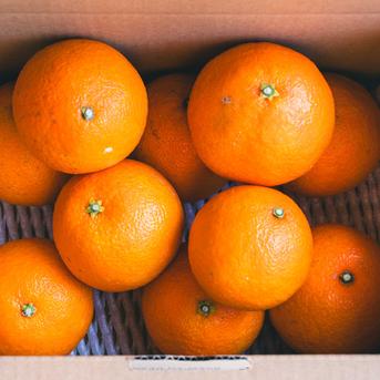 chikolove様秀品まどんな4kg ＋南柑20号サイズ混合4.5kgぐるりん 特選南柑20号温州みかん 秀品 5kg おまかせサイズ | 杉本果樹園 八寿みかん