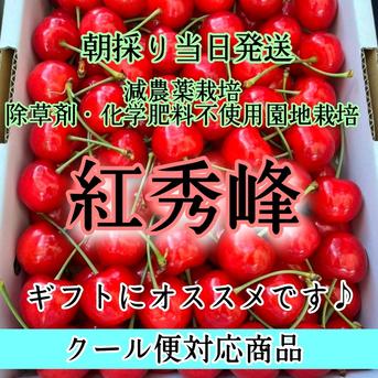 クール便発送 朝採り当日発送 減農薬栽培さくらんぼ ギフトに大人気