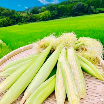ヤングコーン30本　農薬不使用有機肥料栽培 ヤングコーン30本 野菜/とうもろこし通販