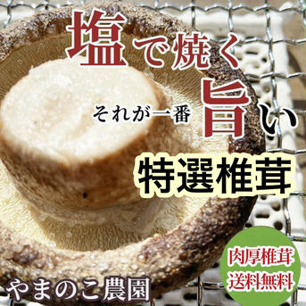 常温発送料込【当日収穫】口コミ大賞頂いたシイタケ1000グラム 1000グラム 野菜/きのこ通販