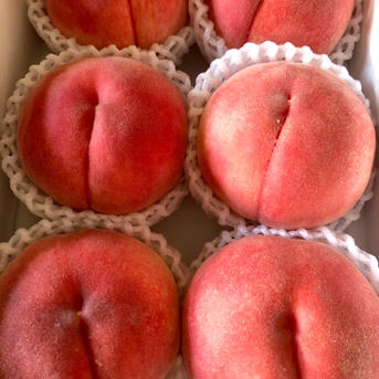 桃【さくら・幸茜・西王母】品種おまかせ 硬め&追熟させて柔らかめ食べ