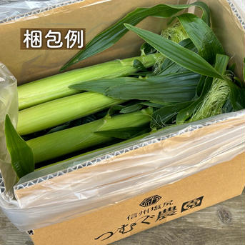 Sサイズ[信州産] 旬のもぎたて！皮付きヤングコーン 60サイズ箱込2kg以内(20本目安) 野菜/とうもろこし通販
