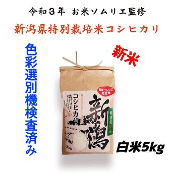 🍚🎄🎅🎁✨【味に自信あり】❇️お米ソムリエがる🙋🌾【令和3年産】🌾🎅Xmas🎄🎅🎁✨12月25日まで🦌【期間限定】新米🌾5kg🌾間違いない‼️新潟県五泉市四ヶ村産🌾　特別栽培米コシヒカリ🍚🙋なんと😲❇️2500円❇️激安特価‼️ 白米5kg　　　　　　　　　　　　　　　　　　包装材含む 米・穀物/米/精米通販