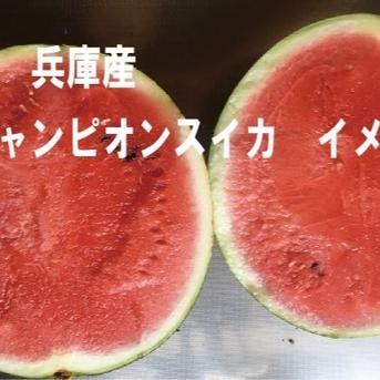 兵庫産　チャンピョン　大玉スイカ　8200ｇ　訳あり ８２００ｇ 果物/スイカ通販