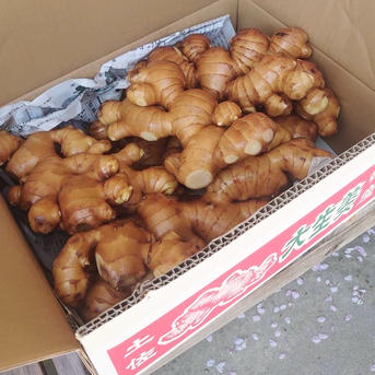 A等級』高知県産囲生姜16kg ｜ 野菜/薬味 産直アウル 農家・漁師など 