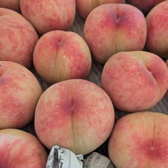 採れたて発送！小布施の【なつっこ】 桃中玉〜大玉、6〜11個 果物/もも通販