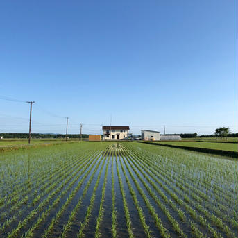 【送料込】金賞受賞！精米ゆめぴりか2kg  令和6年産 2kg 米・穀物/米/精米通販