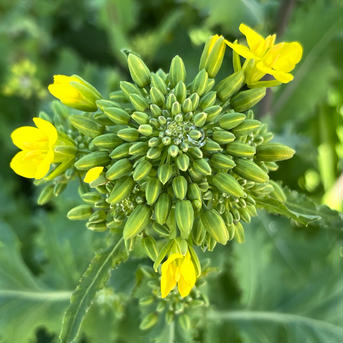 (4P)苦くない！クセがない！ [信州産] 冬菜の菜花 冬菜の菜花200g×4 野菜/その他野菜通販