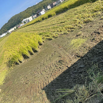 にこまる 令和7年 新米🌾 和歌山県産 ｜ 米・穀物/米/精米 産直アウル