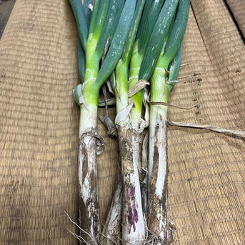 訳あり 長ネギ | 野菜/ねぎ 産直アウル 農家から直接野菜などの食材を
