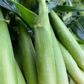 農家の賄い】朝取り新鮮訳ありヤングコーン 30本～50本 ｜ 野菜