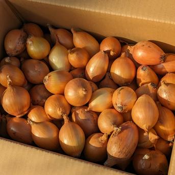 やさしい風の肥料・農薬不使用自然栽培小玉ねぎ5キロ 5キロ 野菜/玉ねぎ通販