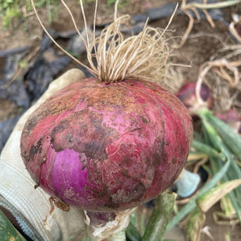 新玉ねぎ【湘南レッド】大玉サイズ10個前後 ｜ 野菜/玉ねぎ 産直アウル