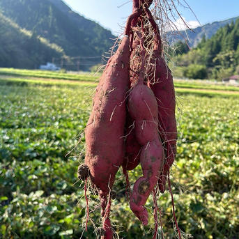 特別栽培品】【紅あずま2kg】甘すぎない、昔ながらの味。栽培期間中