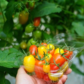 ミニトマトアイコ2キロ箱詰 ｜ 野菜/トマト 産直アウル 農家・漁師など