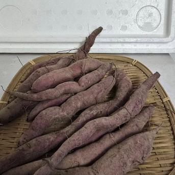 希少品種訳アリ細いあまはづき ペットおやつ用 ｜ 野菜/さつまいも