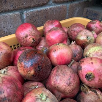 自然栽培】稀少な国産生ざくろ 1kg以上☆農薬・肥料不使用｜ザクロ