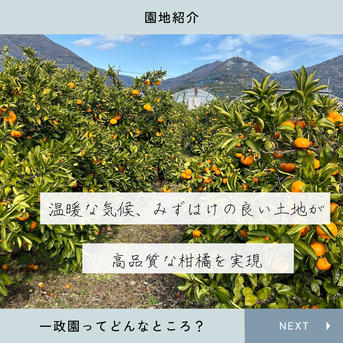 完熟】有田みかん 3キロSサイズ 家庭用 温州みかん 宮川早生 早生